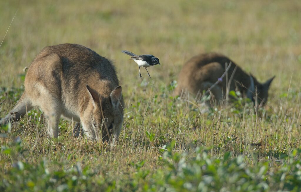 Wallabies ziehen ein