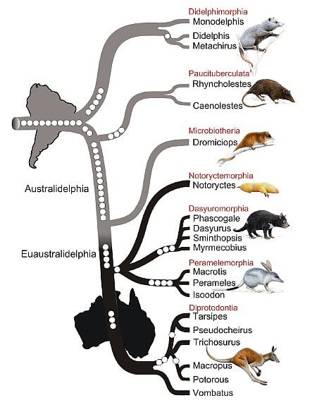 Die Evolution der Beuteltiere